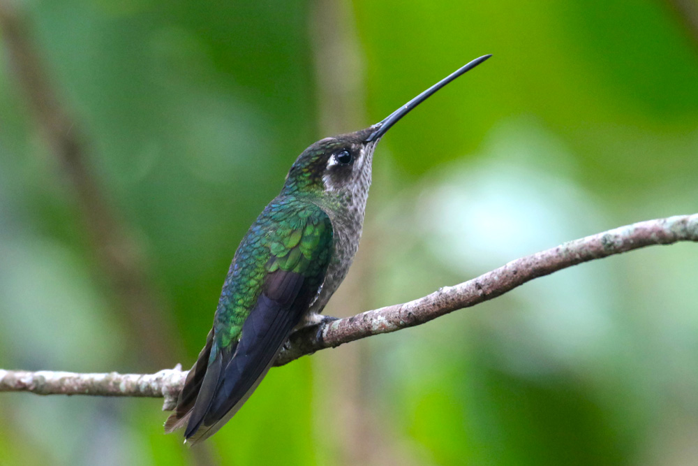 Magnificient Hummingbird